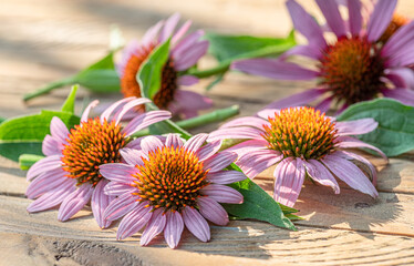Blooming coneflower heads or echinacea flower on wooden background close-up.