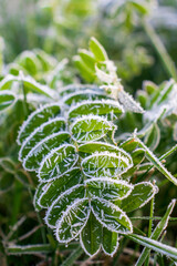 feuille recouverte de givre