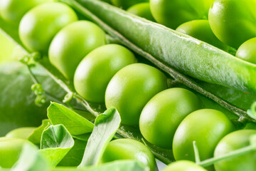 Perfect green peas in pea pods close up. Food background.