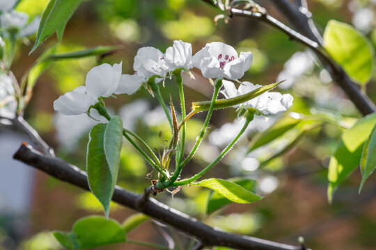 Cherry Branches In Blossom Close-up. Colorful Green And Yellow Nature Background.