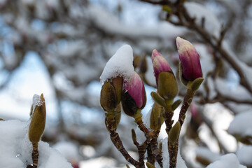 Magnolias covered with snow, April weather, April , blooming magnolias in April