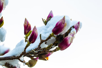 Magnolien mit Schnee bedeckt
