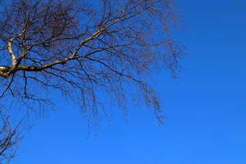 A branch of birch tree against a blue sky. Latin name Betula. Copy space for extra text.