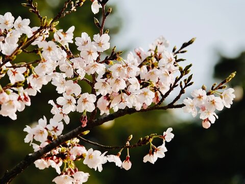 Cherry Blossom