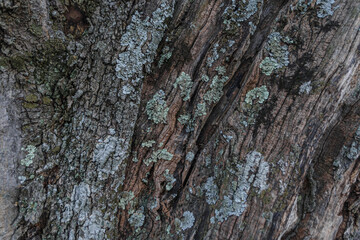 Olive tree bark close up