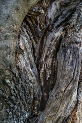 Olive tree bark close up