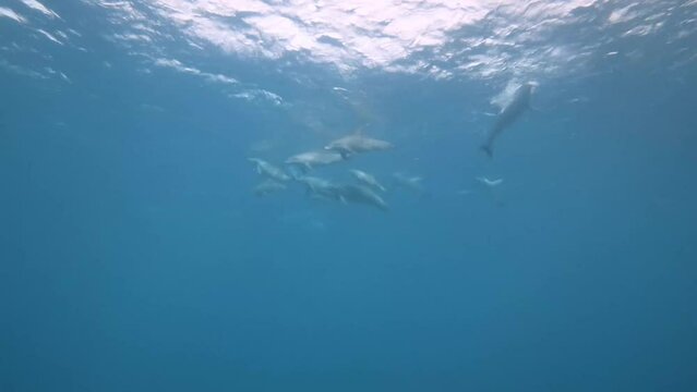 Underwater image of a pod of Indo-Pacific bottlenose dolphins (Tursiops aduncus) playing at the surface.  In slow motion.