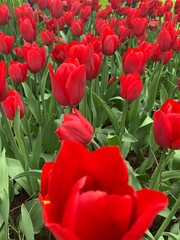Fototapeta premium red tulips in the garden
