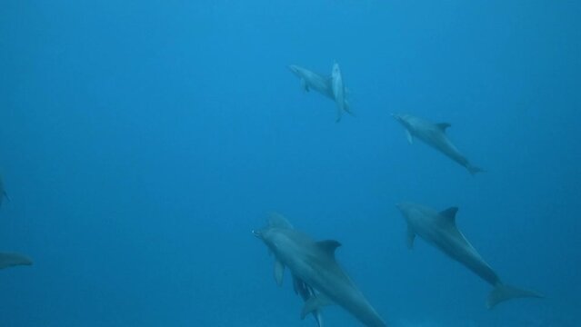 Pod of Indo-Pacific bottlenose dolphins (Tursiops aduncus) playing close to the surface. One of them dives close to the camera to have a look.  