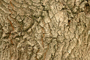 Baumrinde einer Eiche