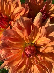 red and yellow flowers