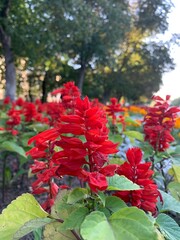 red flowers in the garden