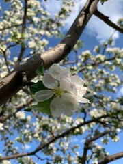 blooming tree