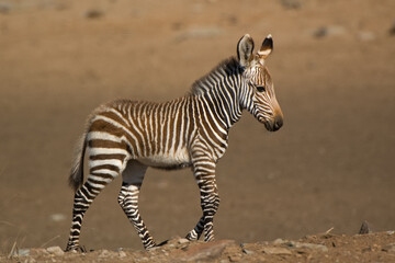 Obraz na płótnie Canvas 01-Cape Mountain Zebra