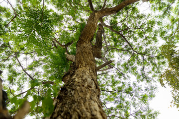 Under shade of giant tree from bottom view. can be use to natural background, wallpaper, template, screensaver. beautiful plant tree.