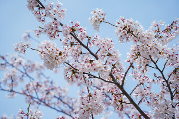 東京都 江戸川区 小松川千本桜