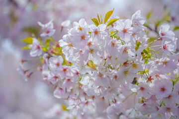 東京都 江戸川区 小松川千本桜