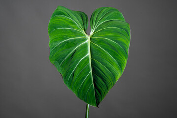 Close up of the Philodendron Gloriosum leaf with isolated grey background. Green velvet, white...