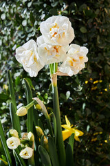 Double narcissus or 