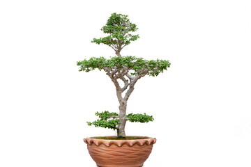 Fototapeta na wymiar Water Jasmine (Wrightia Religiosa) Bonsai with isolated white background