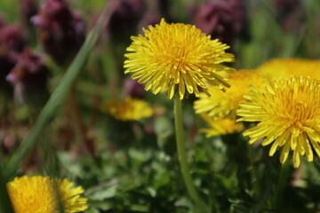 背伸びした、タンポポ