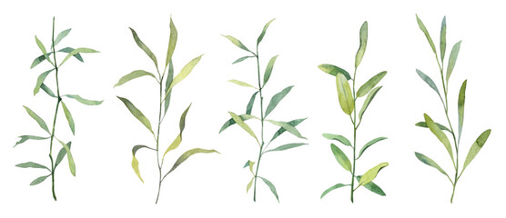 Obraz premium Set of green leaves on twigs. Watercolor hand painted botany. Natural elements for creating designs, greeting cards isolated on white background