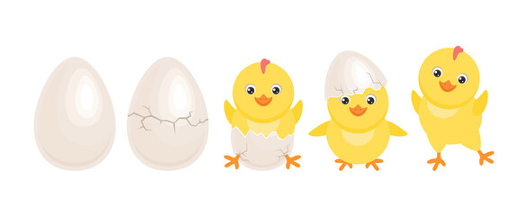 Cracked chicken eggs with newborn baby chick isolated on white background. Cute chicken hatched from egg. Funny yellow bird in different poses. Vector easter cartoon flat illustration.  - obrazy, fototapety, plakaty