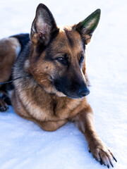 german shepherd dog