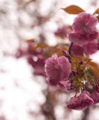 pink cherry blossom
