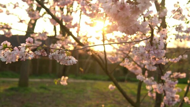 Blooming Pink Apple Tree Branches Moving On Wind In Sunny Spring Day On Background of Clear Blue Sky. Cherry Blossoms In Warm Sunlight During Sunset Background, Lens flare. Nature, Begining Concept