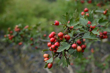 Rosehip grows in the forest