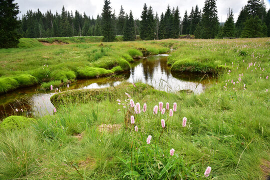 Jizerka brook, Jizera Mountains