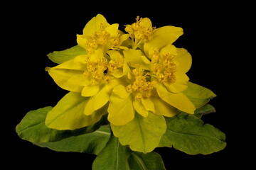 Cushion Spurge (Euphorbia epithymoides). Inflorescence Closeup