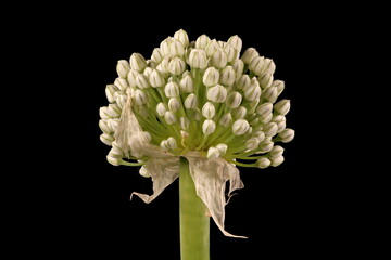 Onion (Allium cepa). Inflorescence Closeup - obrazy, fototapety, plakaty
