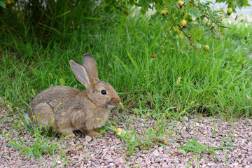 The little rabbit lies on the grass. Rabbit in the meadow
