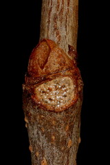 Virginia Creeper (Parthenocissus quinquefolia). Lateral Bud Closeup - obrazy, fototapety, plakaty