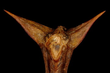 False Acacia (Robinia pseudoacacia). Shoot Apex Detail Closeup