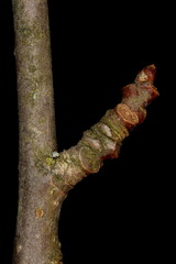 Aspen (Populus tremula). Brachyblast Closeup