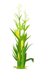 Bush of corn. Harvest agricultural plant. Food product. Farmer farm illustration. Object isolated on white background. Vegetable garden cultivation. Vector