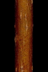 Thicket Creeper (Parthenocissus vitacea). Wintering Twig Detail Closeup