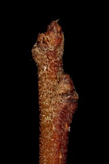 Japanese Quince (Chaenomeles japonica). Terminal and Subterminal Buds Closeup