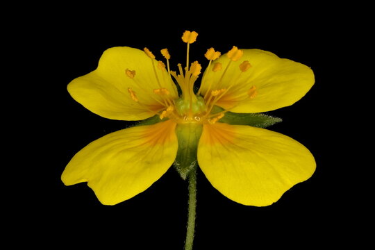 Tormentil (Potentilla erecta). Flower Closeup