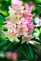 Pink azalea flowers in spring garden
