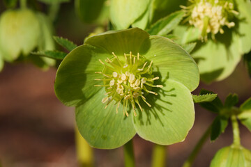 Grüne Nieswurz (Helleborus viridis)