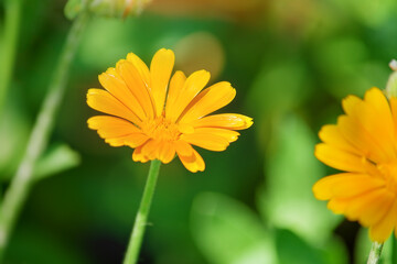 Beautiful Pot marigold.Close up of Colorful Pot Marigold flower. Yellow Flower against Green Leaves