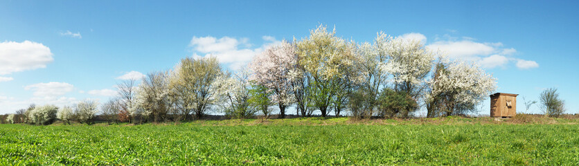Obraz na płótnie Canvas Bäume blühen am Feldrand im Frühling - Panorama