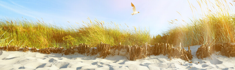 Ostsee Strand mit Dünen und Möwe im Sommer Panorama