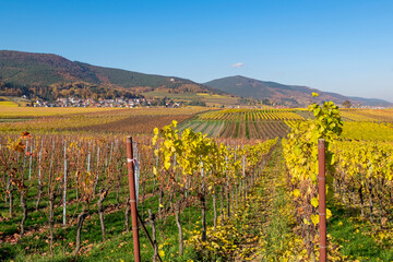 Blick über Weinfelder auf den Pfälzerwald