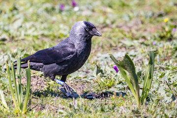 Eurasian or Western Jackdaw (Corvus monedula or Coloeus monedula) in a meadow