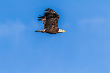 american bald eagle